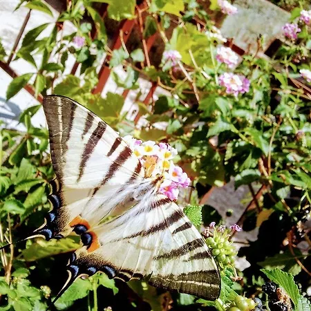 Sofia's Way Apartamento