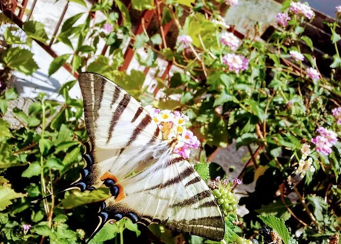 Sofia's Way Lägenhet